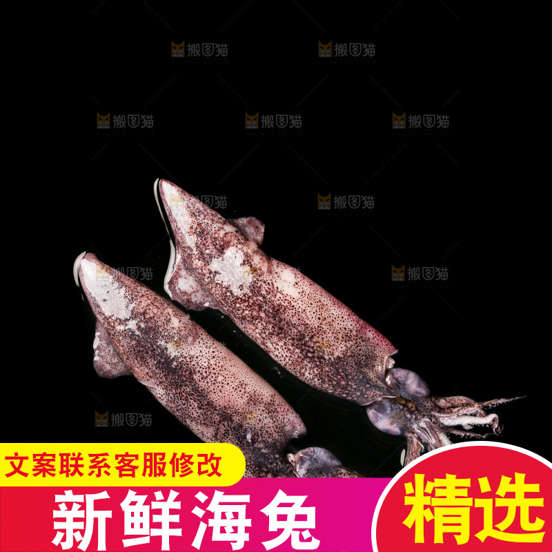 黑底上的海兔