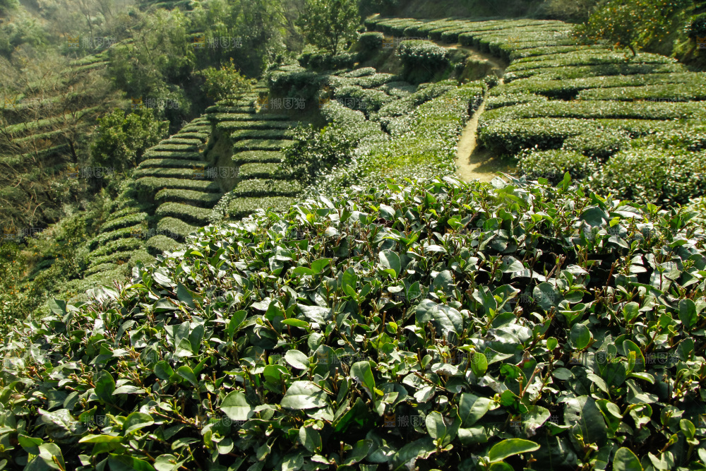 山上的大片茶园