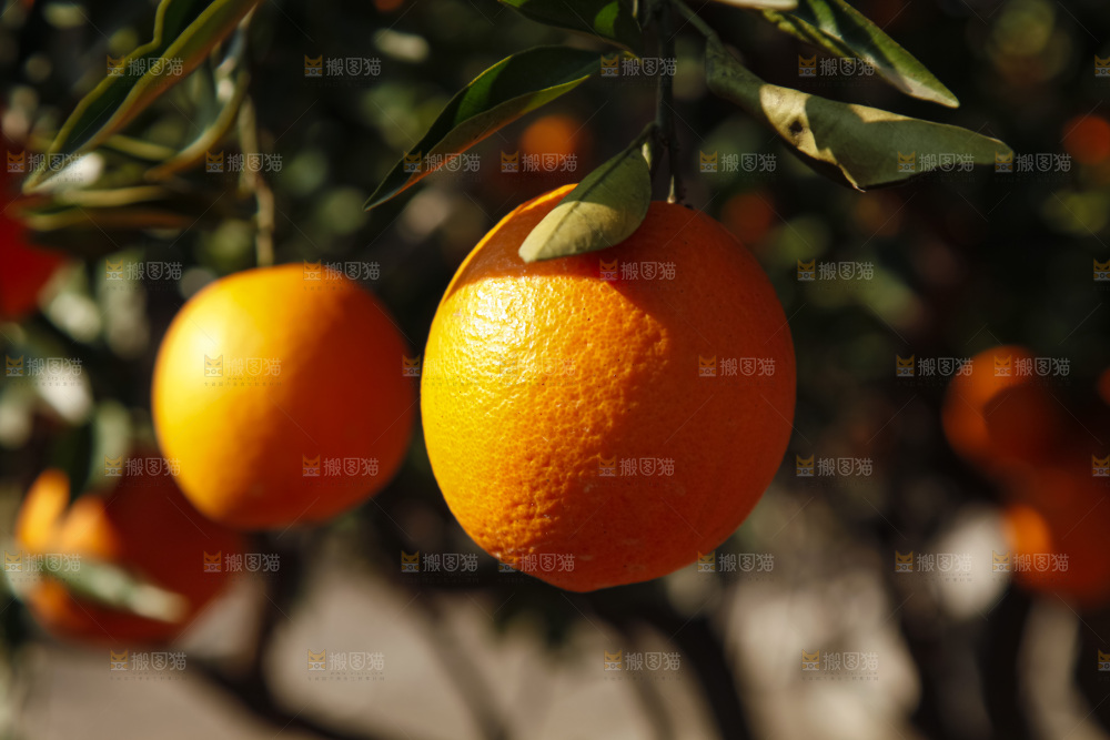 树上的新鲜橙子