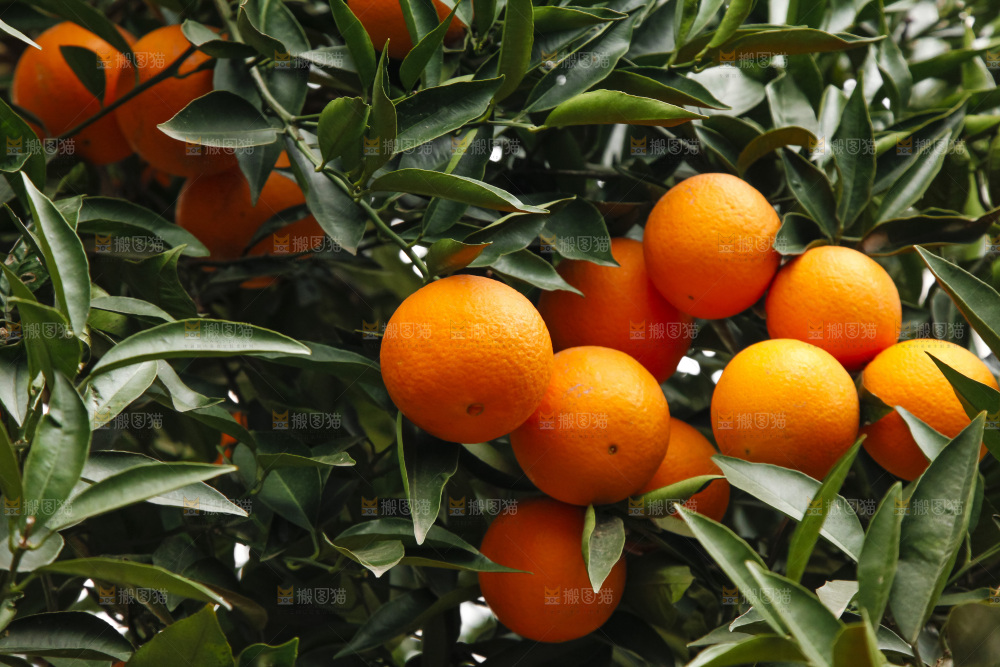 树上的新鲜橙子
