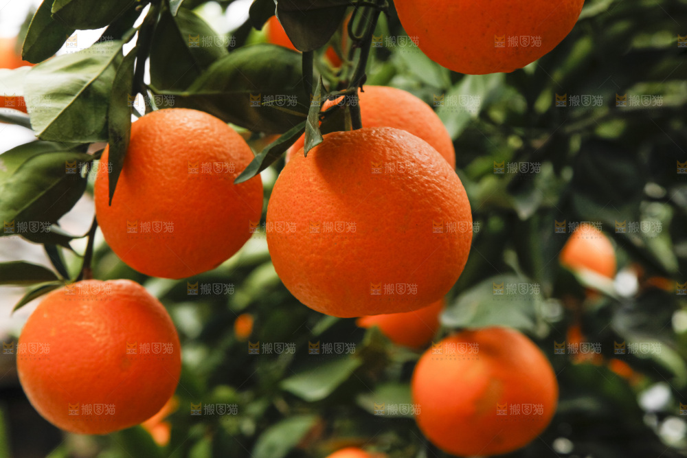 树上的新鲜橙子