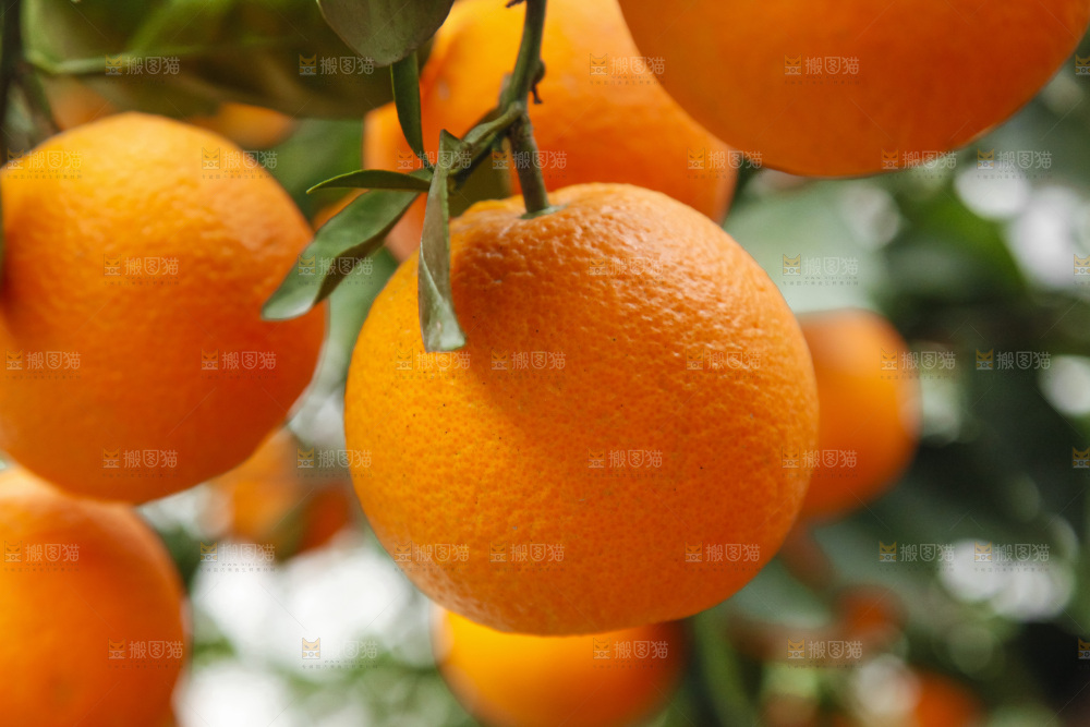 树上的新鲜橙子