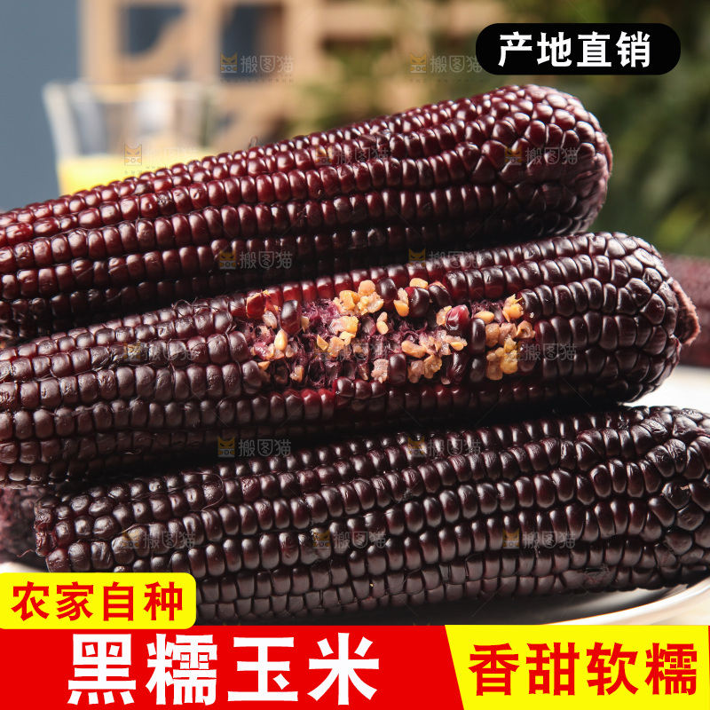 浅底上的黑糯玉米