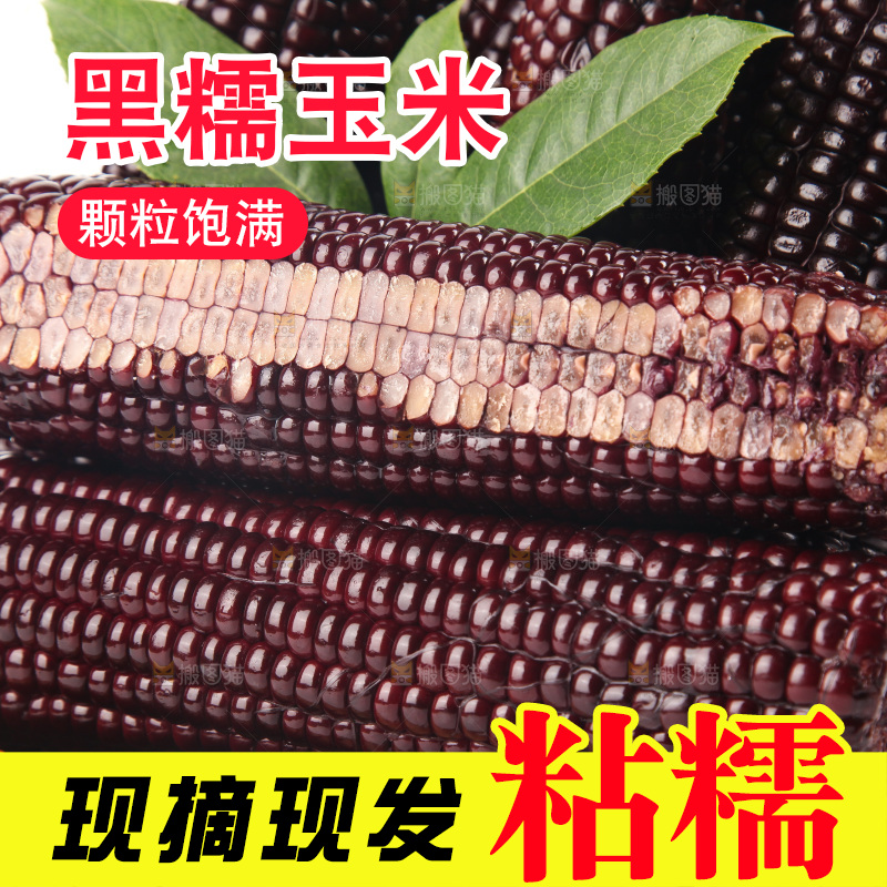 白底上的黑糯玉米