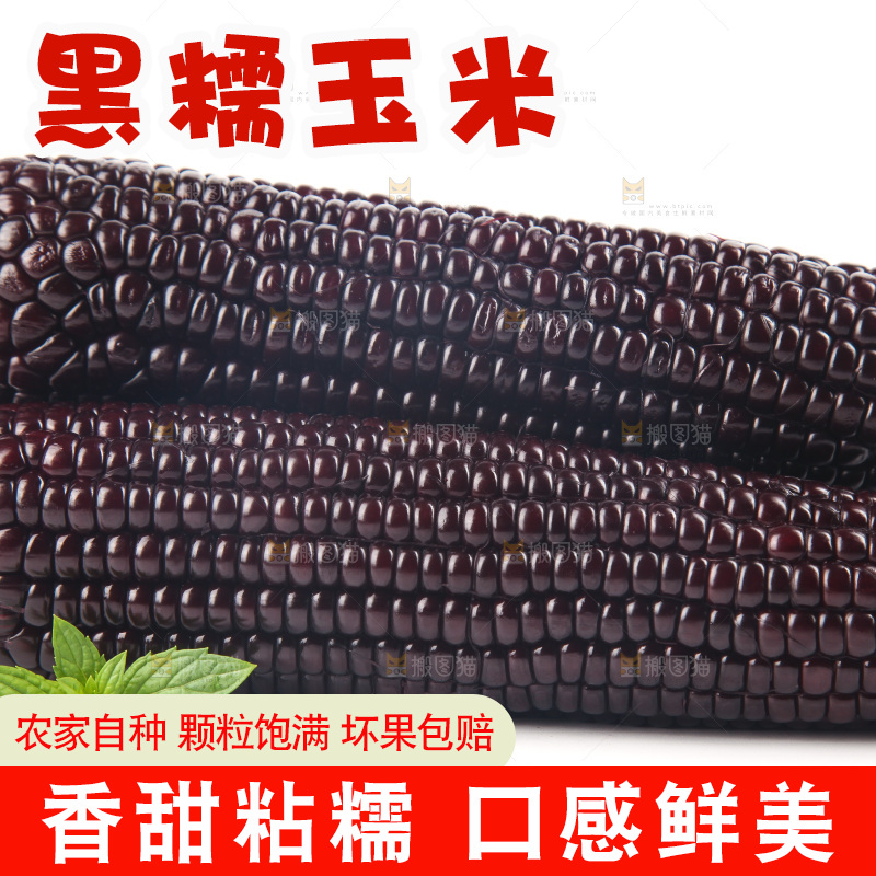 白底上的黑糯玉米