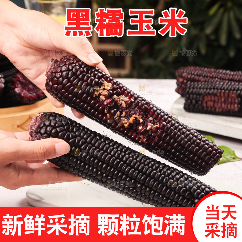 浅底上的黑糯玉米