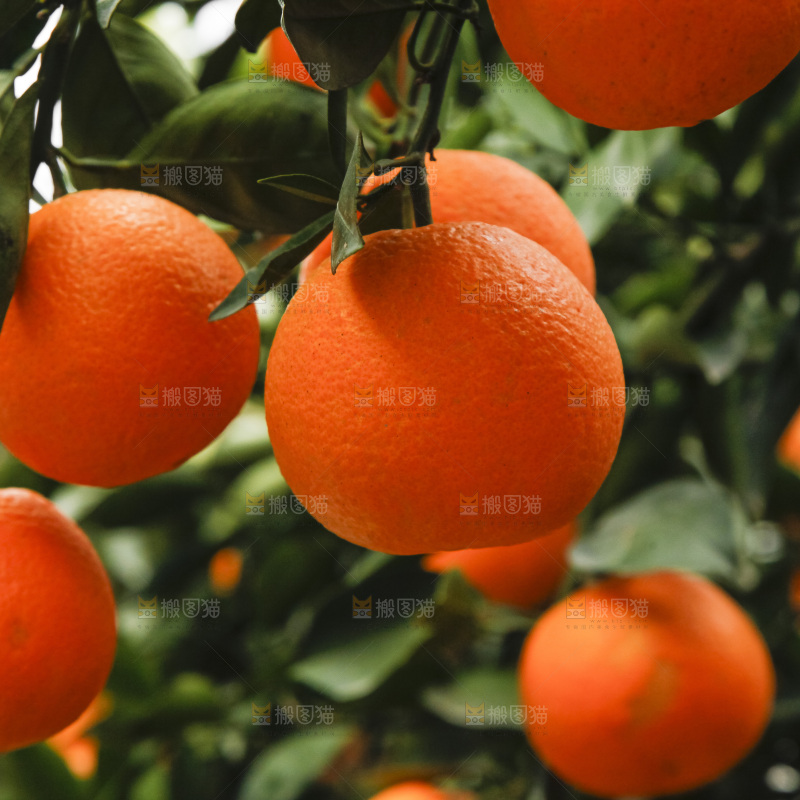 树上的新鲜橙子