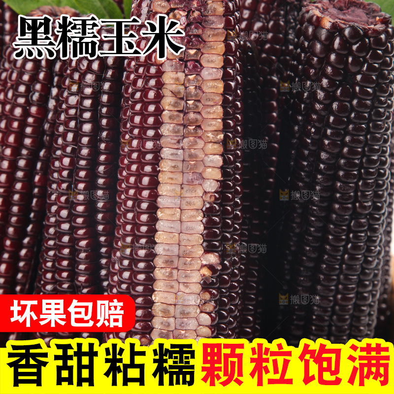 白底上的黑糯玉米