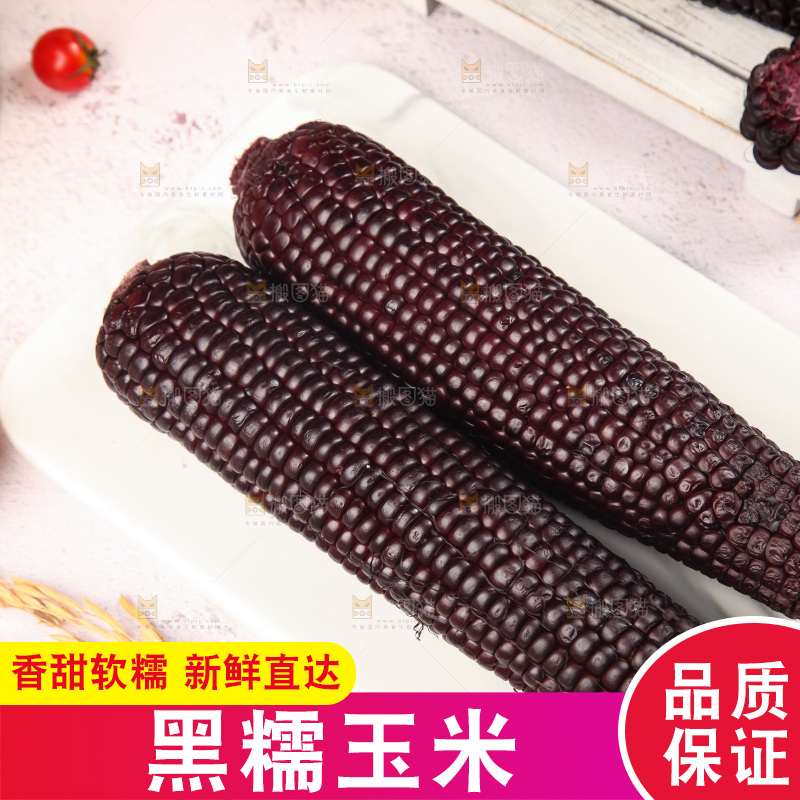 浅底上的黑糯玉米