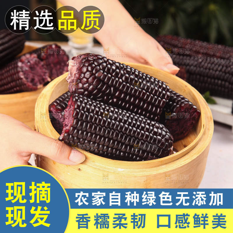 浅底上的黑糯玉米