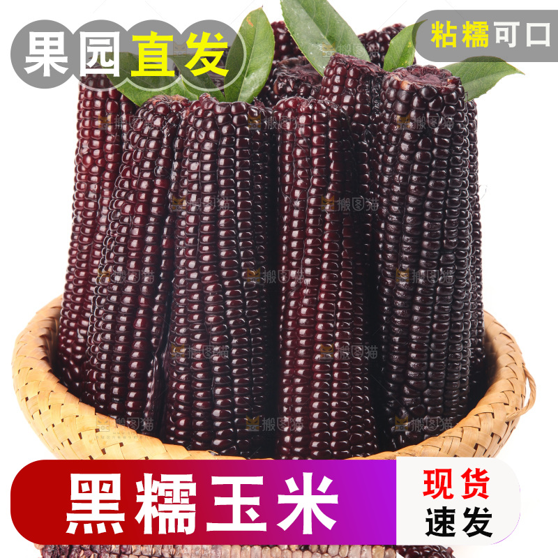 白底上的黑糯玉米
