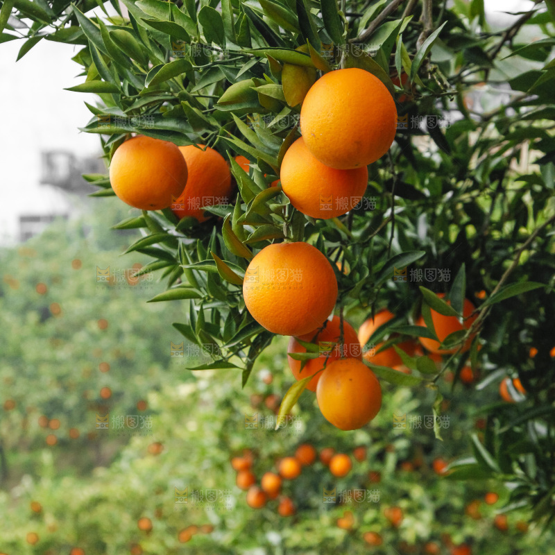 树上的新鲜橙子