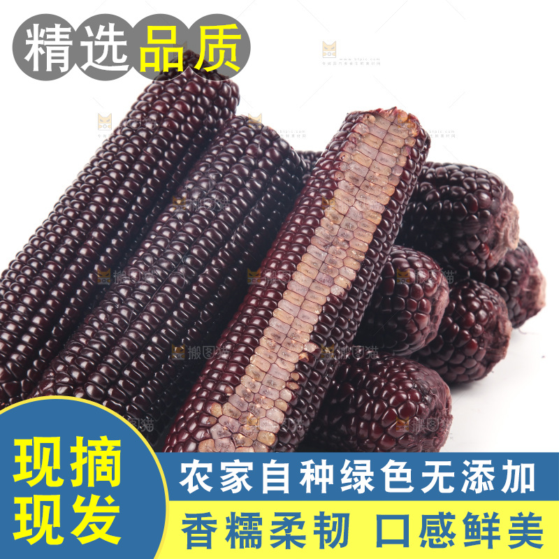 白底上的黑糯玉米