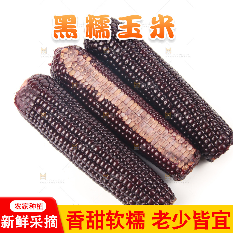 白底上的黑糯玉米