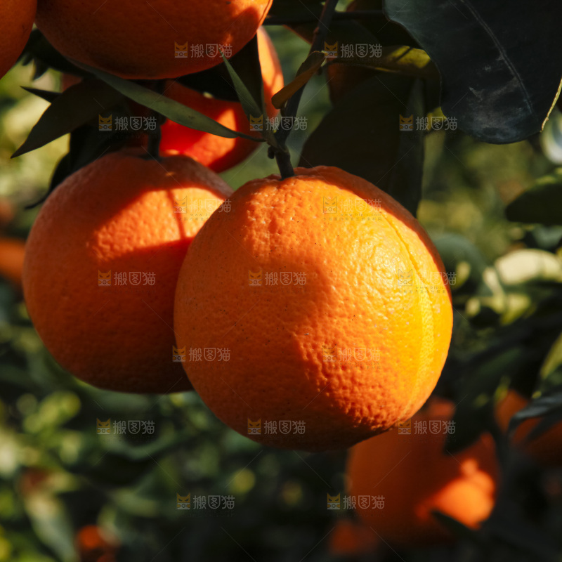 树上的新鲜橙子