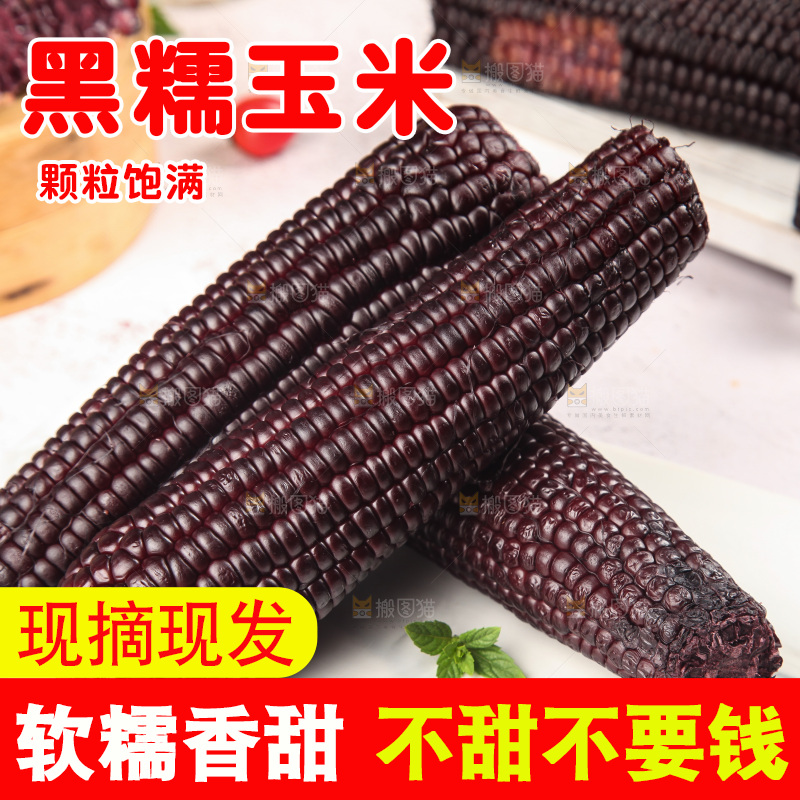 浅底上的黑糯玉米
