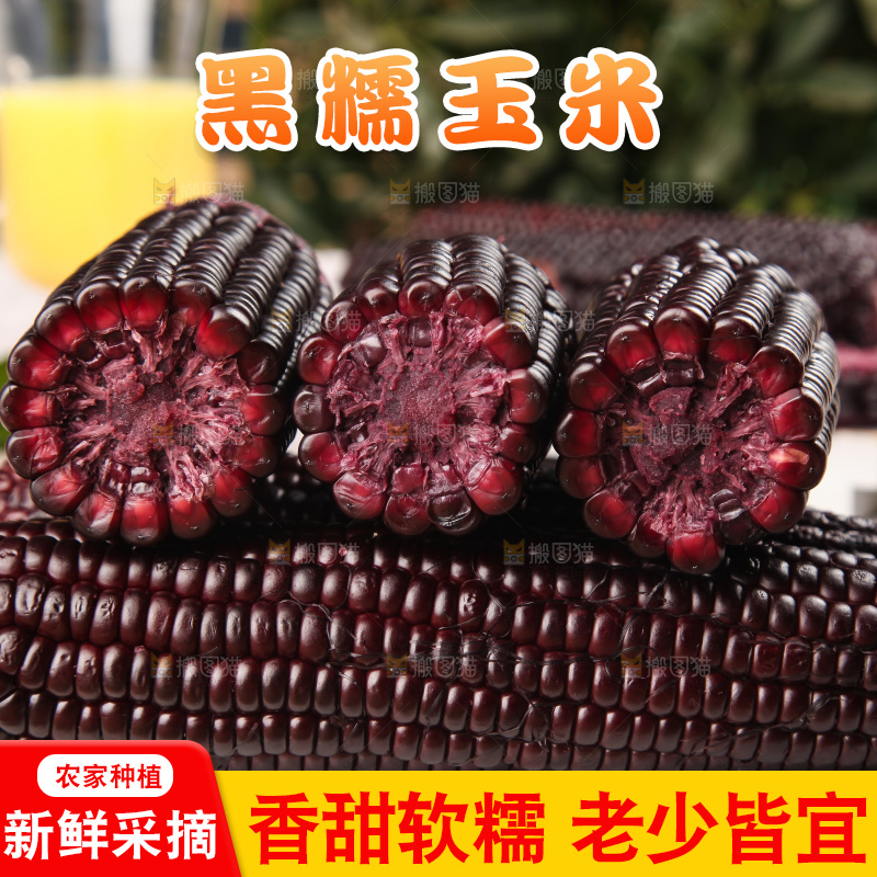 浅底上的黑糯玉米