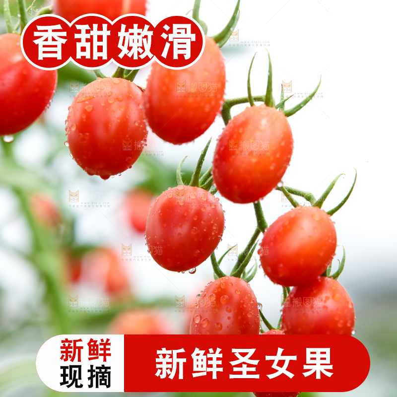 番茄藤上的小番茄