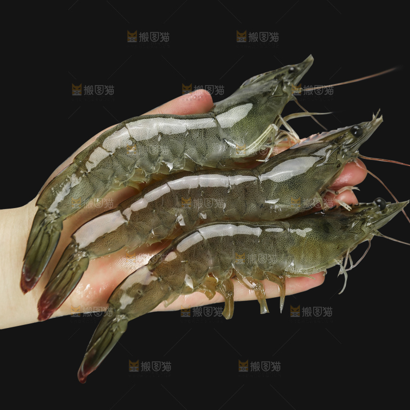黑底上的大青虾