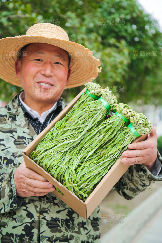 贡菜