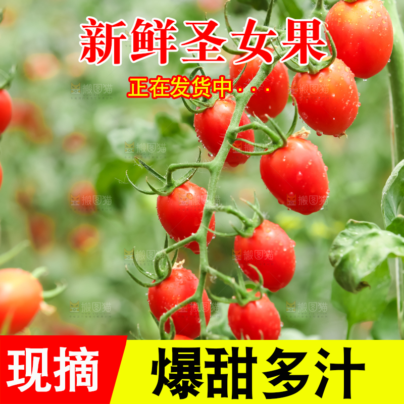 番茄藤上的小番茄