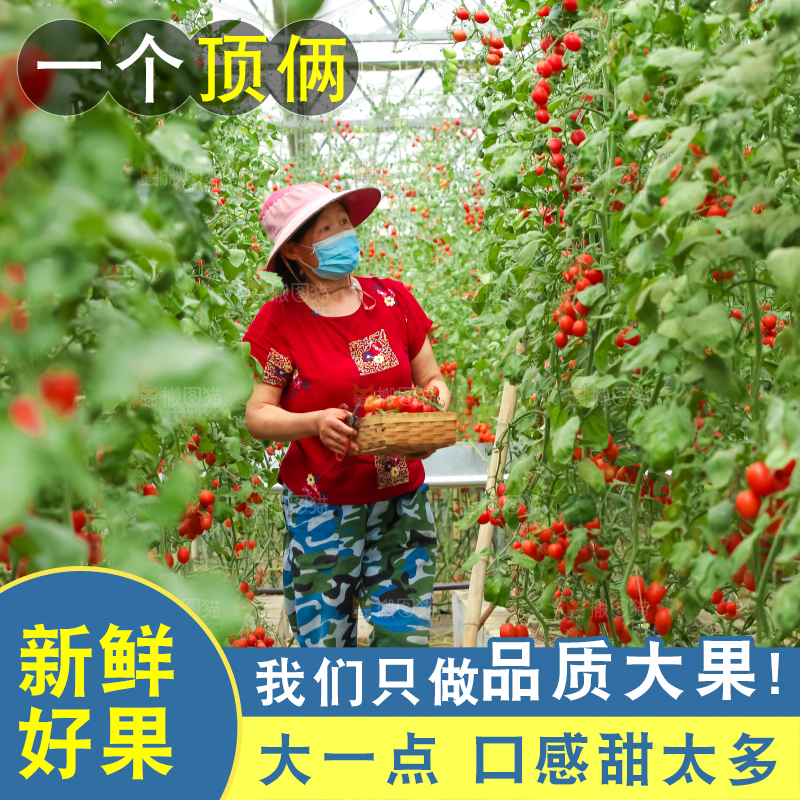 番茄藤上的小番茄
