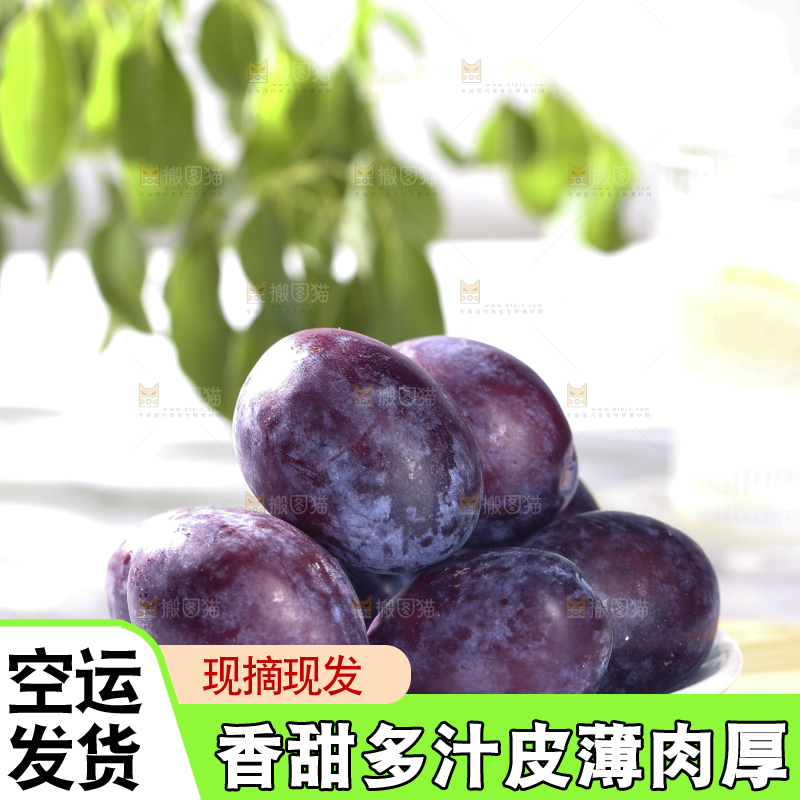 浅底上的西梅