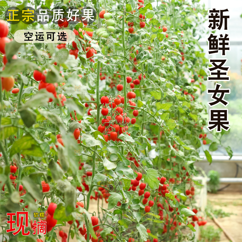 番茄藤上的小番茄