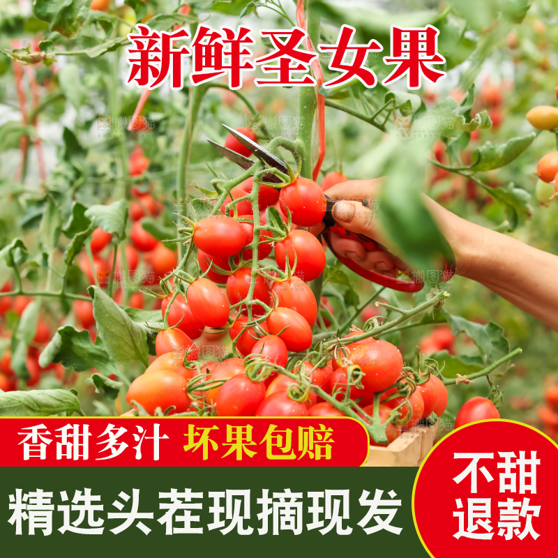 番茄藤上的小番茄