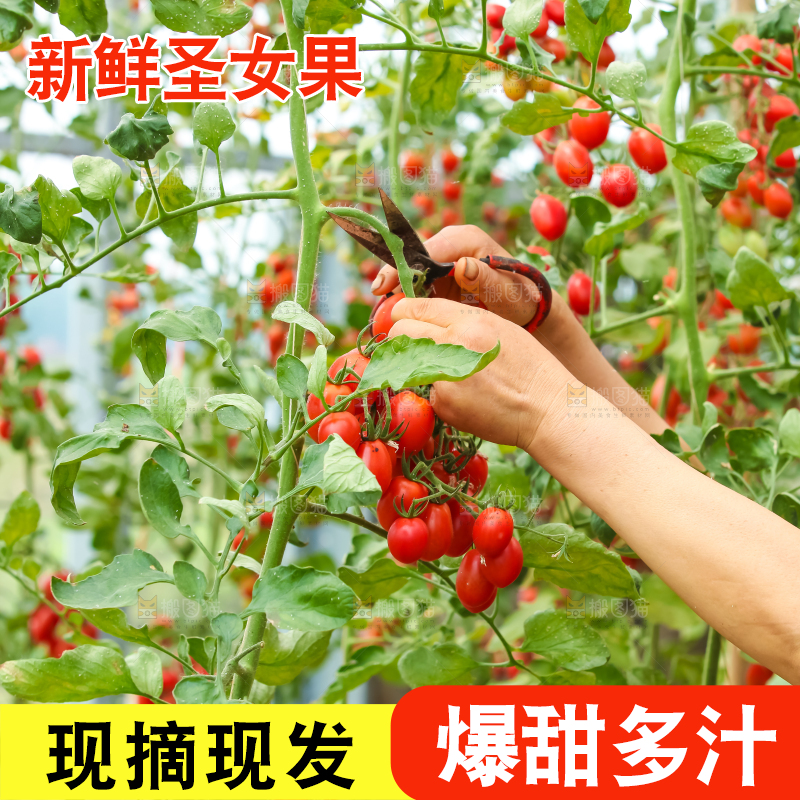 番茄藤上的小番茄