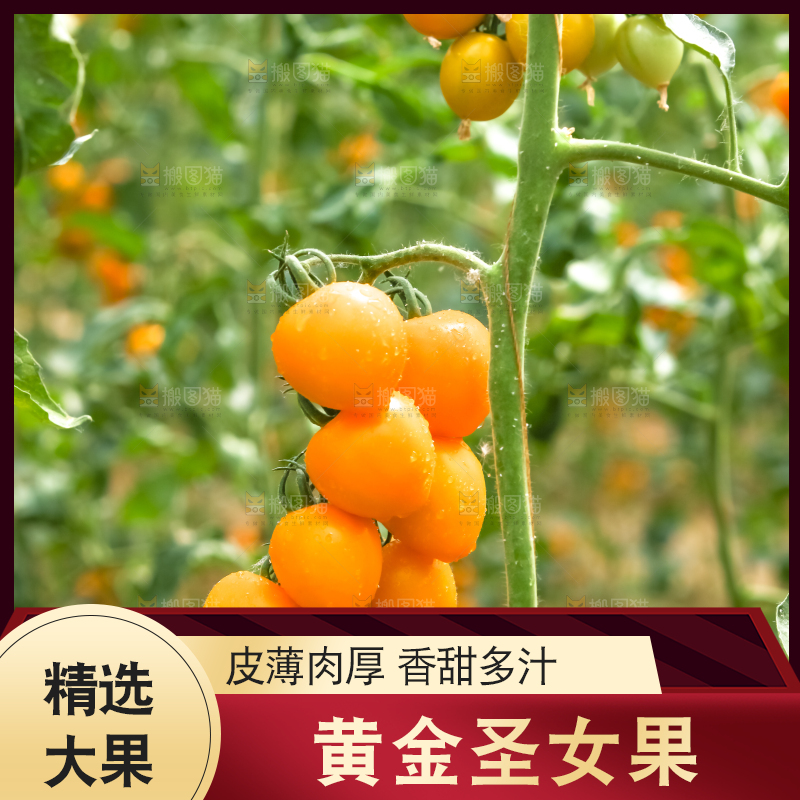 大片黄金圣女果