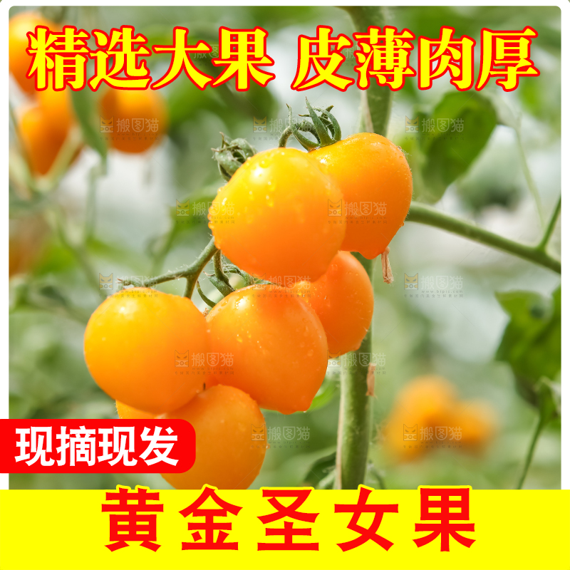 大片黄金圣女果