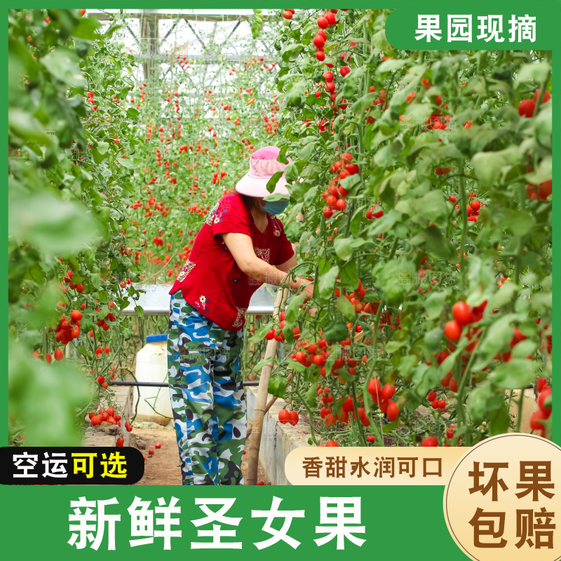 番茄藤上的小番茄