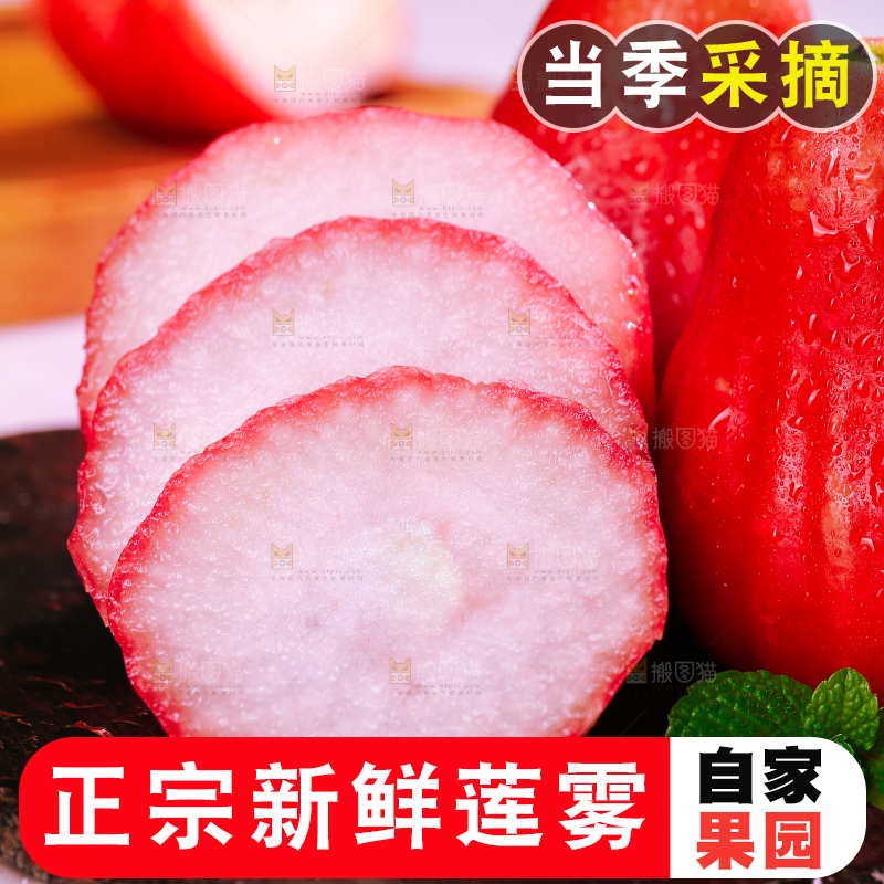浅底上的莲雾