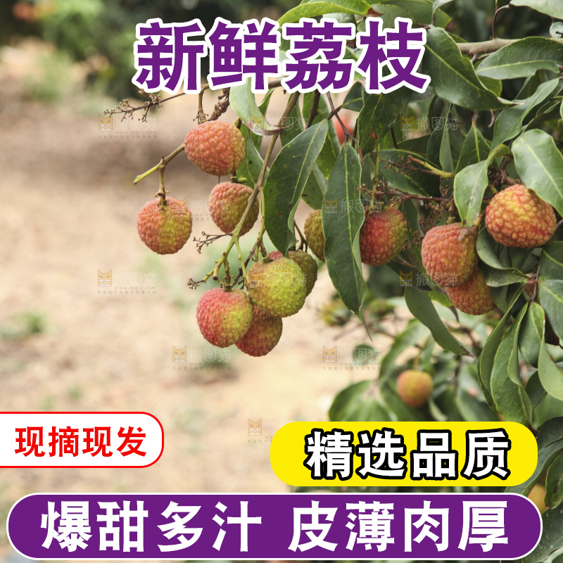 树上的荔枝