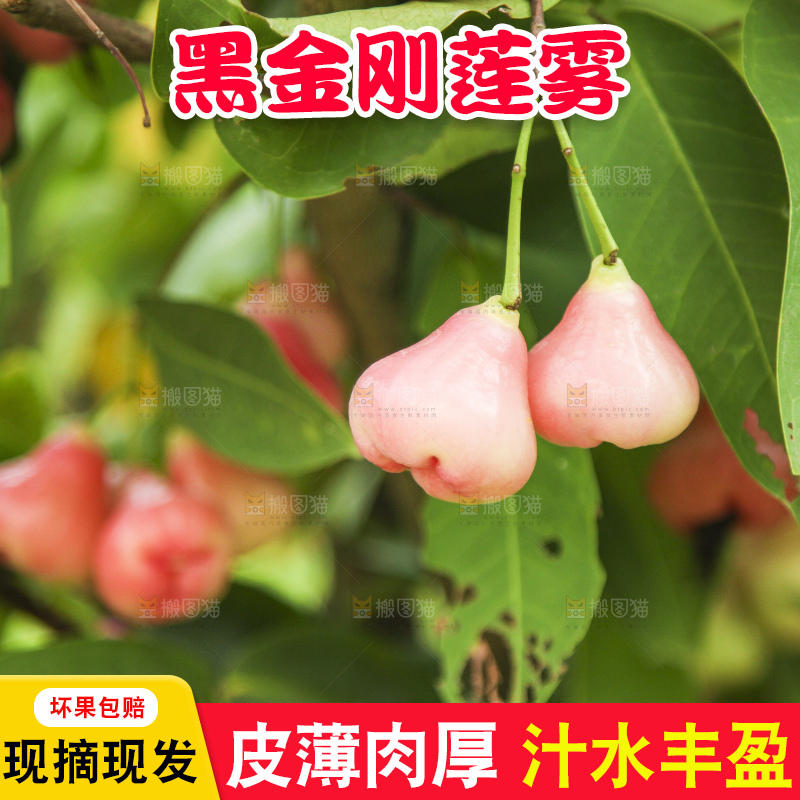 树上的新鲜莲雾