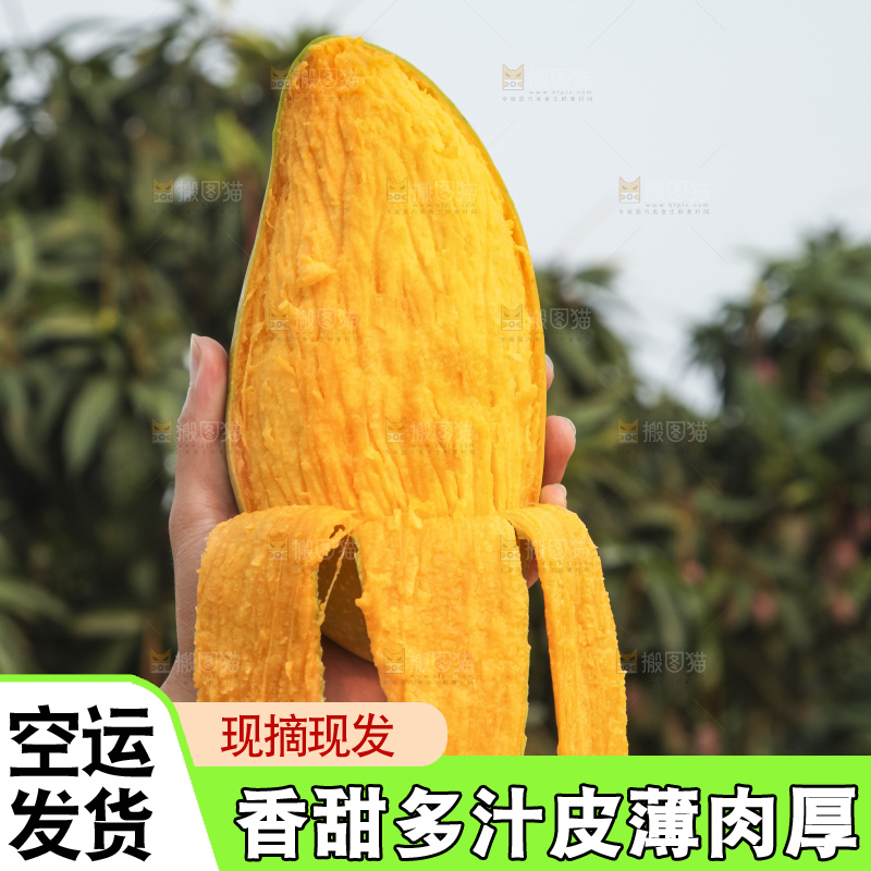 手里拿着金煌芒