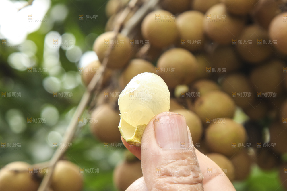 树上的新鲜龙眼