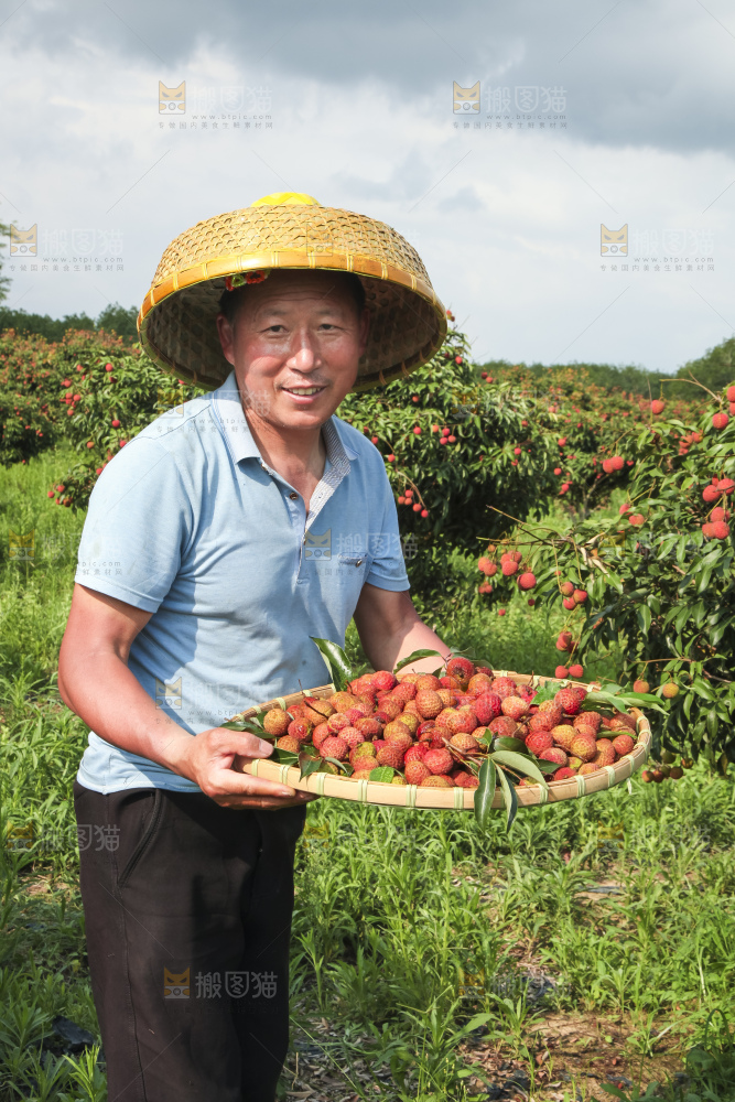 树上的荔枝