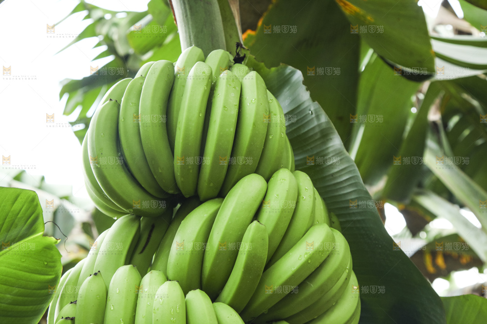 树上的新鲜香蕉