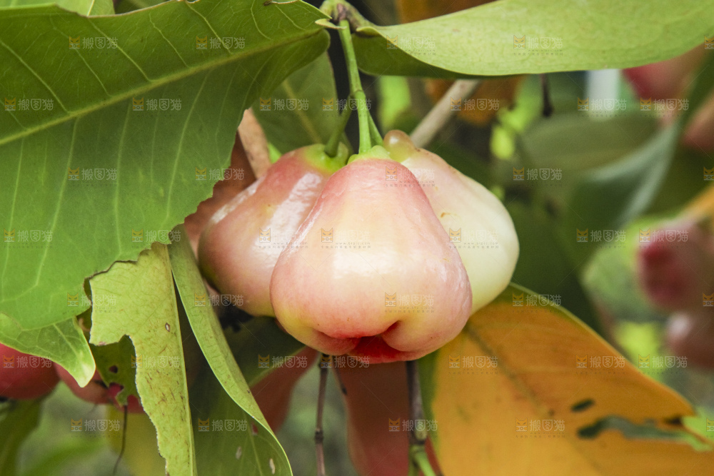 树上的新鲜莲雾