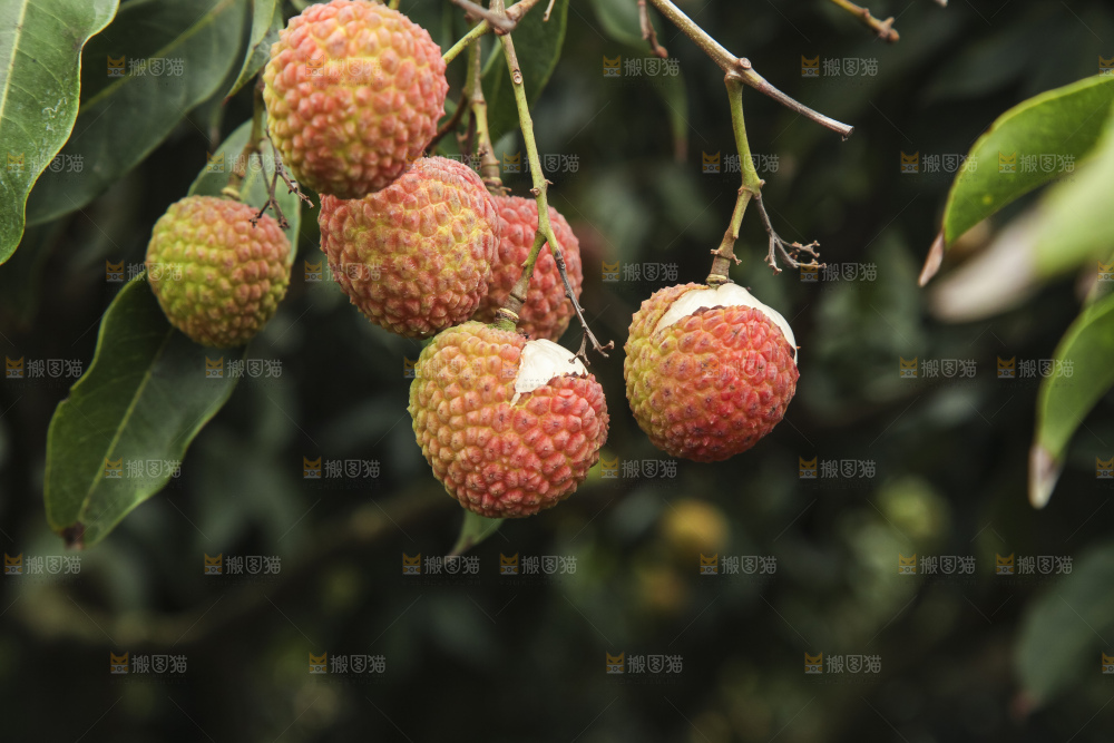树上的荔枝
