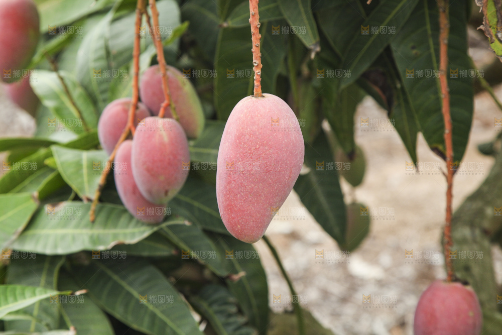 树上的新鲜芒果