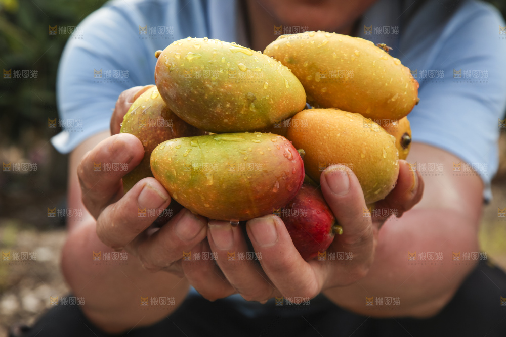 树上的新鲜芒果