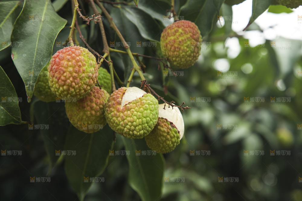 树上的荔枝