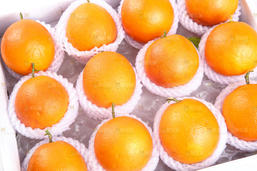 白底上的玫瑰血橙