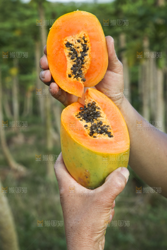 树上的木瓜