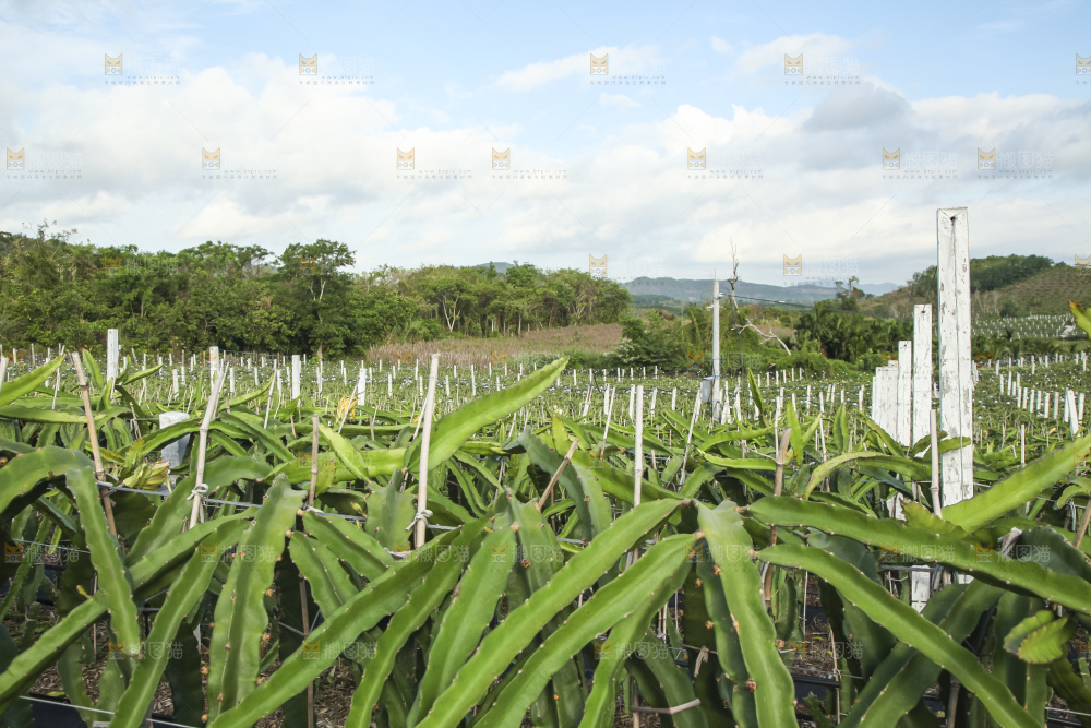 火龙果产地