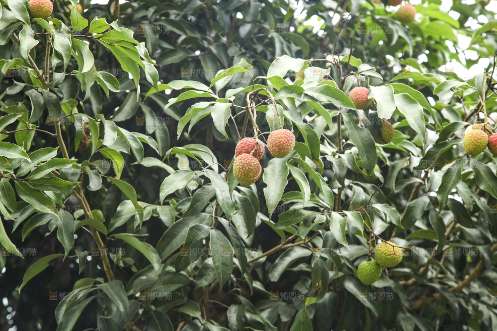 树上的荔枝