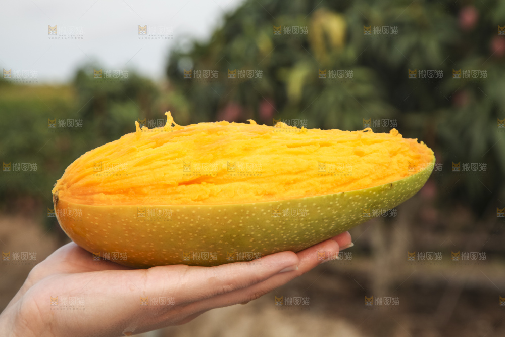 手里拿着金煌芒